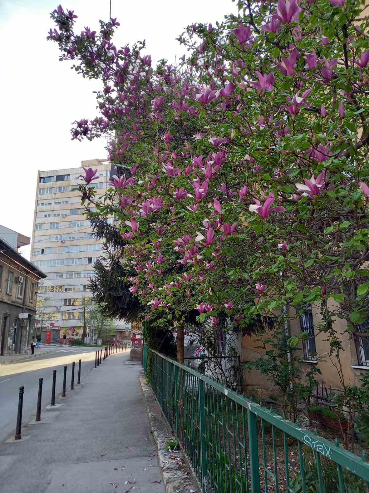 Hansa Apartment Sarajevo Ngoại thất bức ảnh